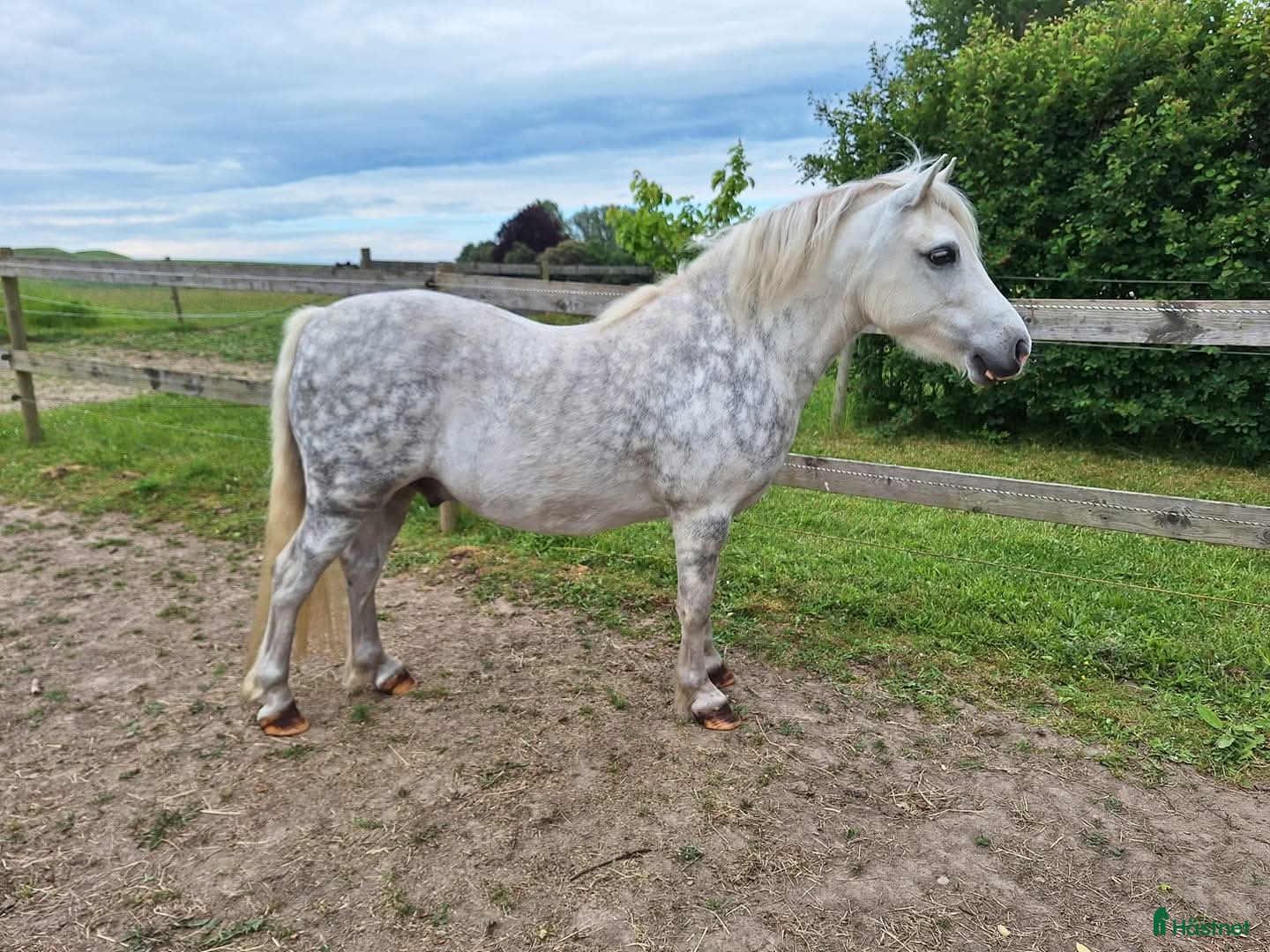  hästar Welsh Mountain, sällskap/ridning  i Vellinge - Annons 5