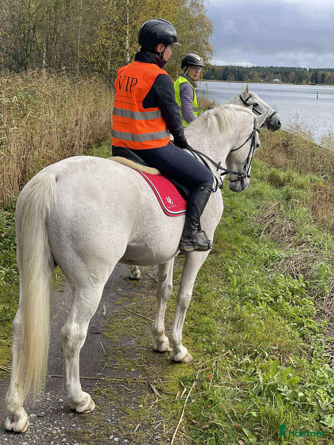 Allround hästar till salu: Snäll och trygg gentleman säljes i Söderhamn i Söderhamn - Annons 4
