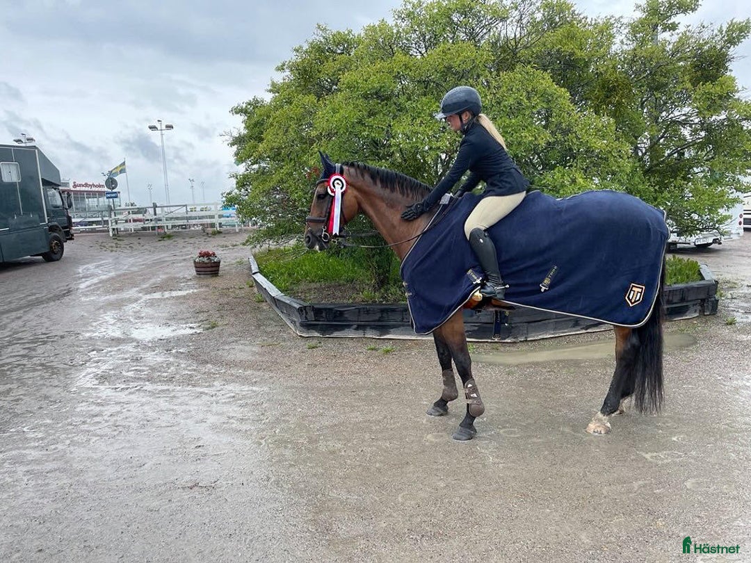 Allround hästar till salu: Toppstammad häst för varierad ridning i Sigtuna - Annons 5