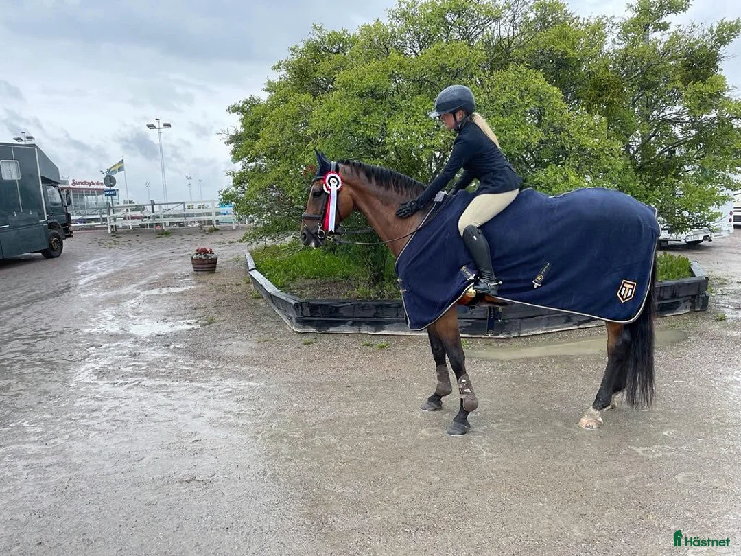 Allround hästar till salu: Toppstammad häst för varierad ridning i Sigtuna - Annons 5