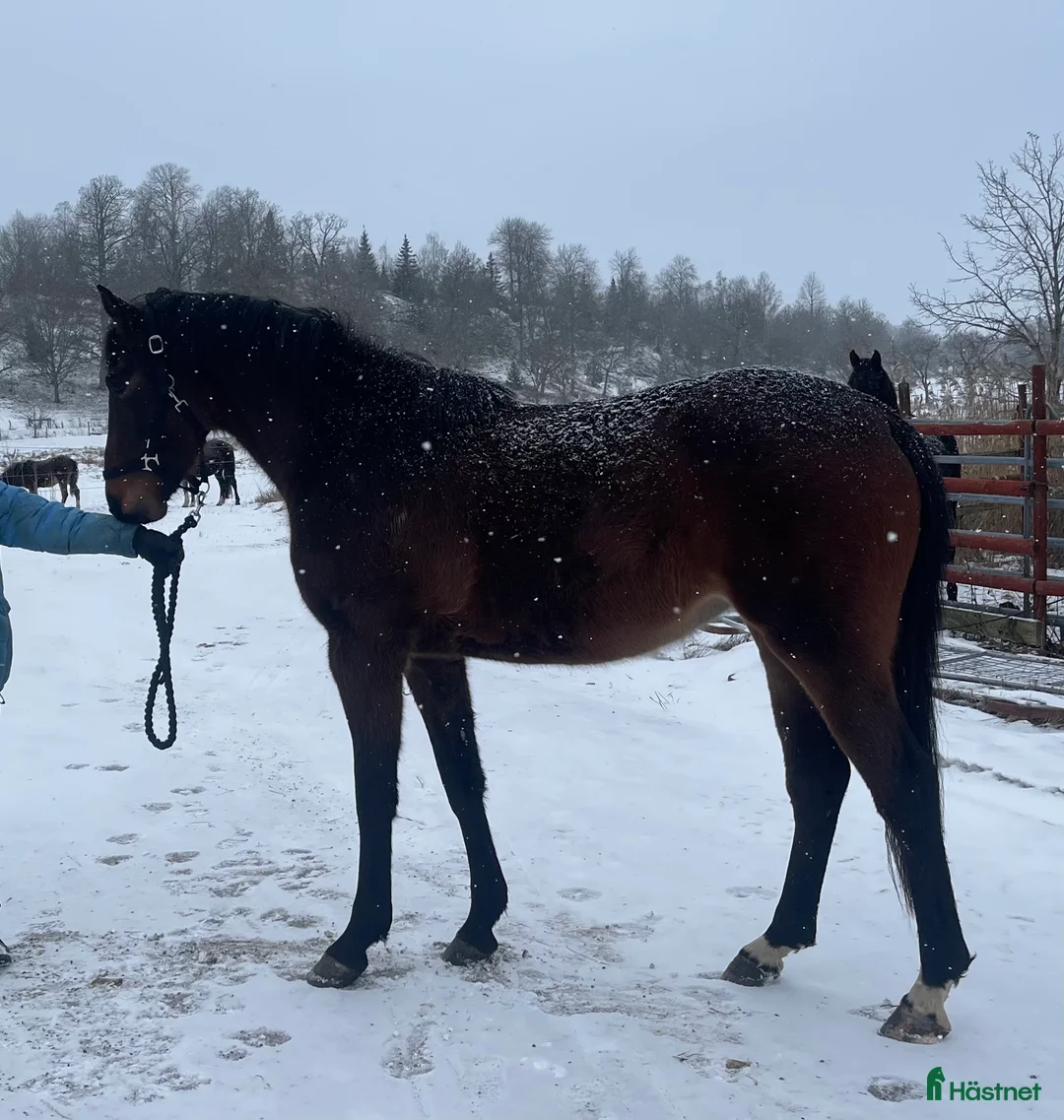 Hoppning hästar till salu: Trevlig 3åring med hoppstam - Annons 4