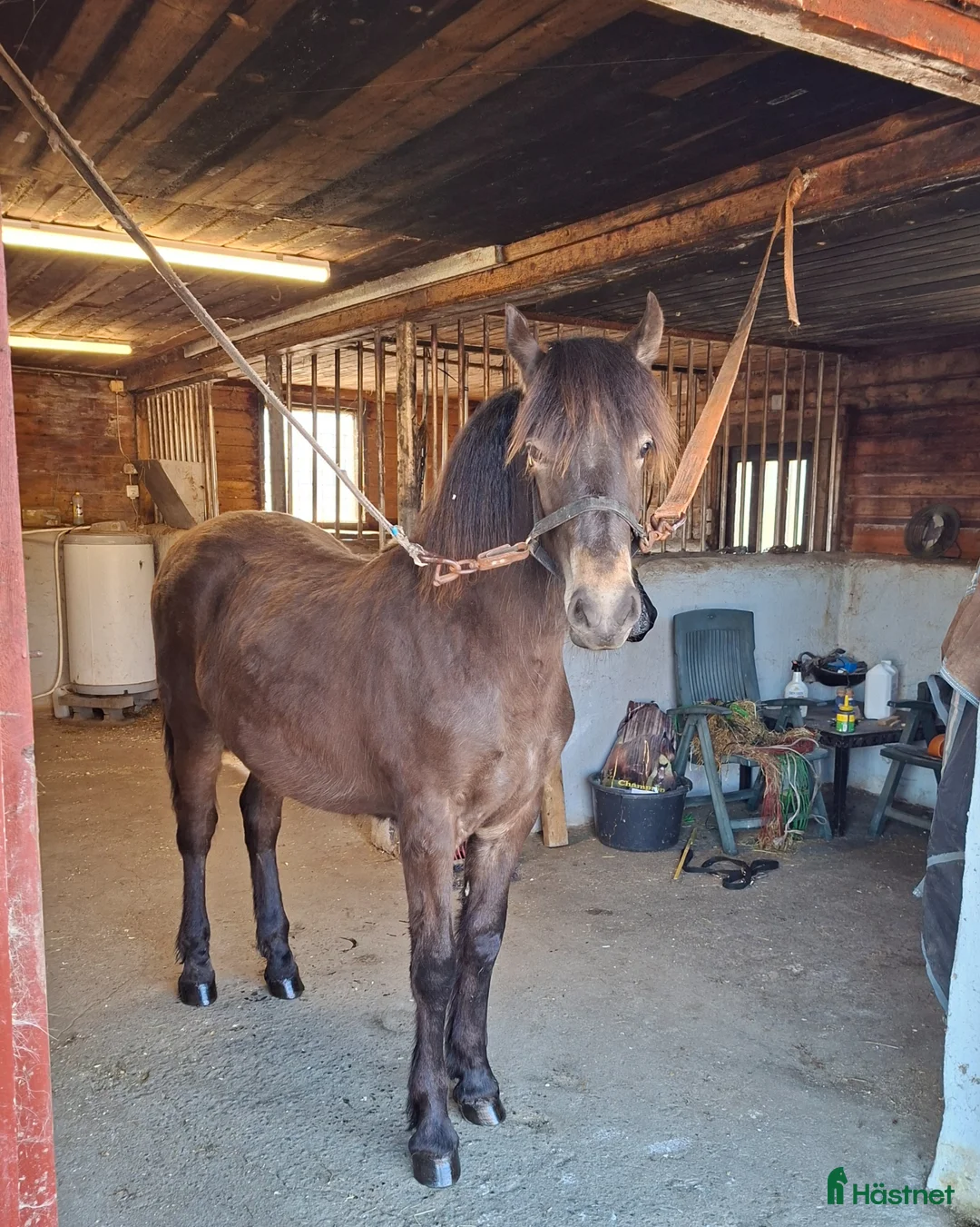 Trav hästar till salu: Åringssto Tysvær Dokka  i Aksdal - Annons 1