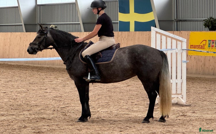  hästar i Bodafors - Annons 5