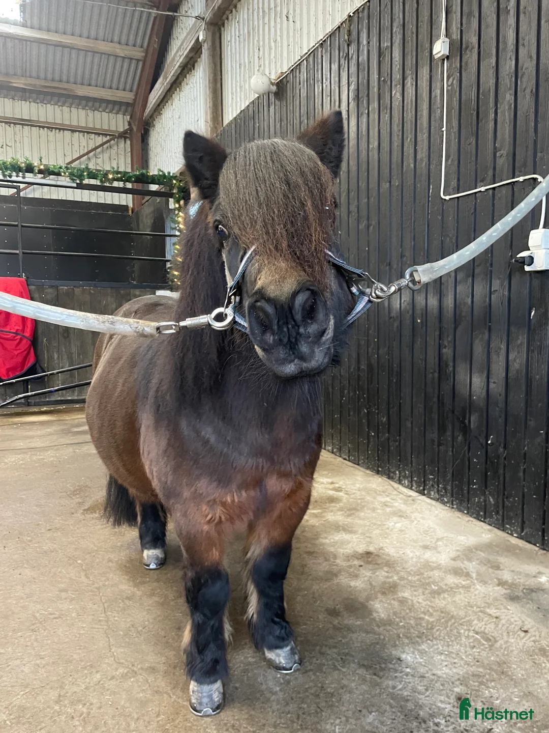 Trav hästar till salu: Travshettis Ysol  - Annons 4