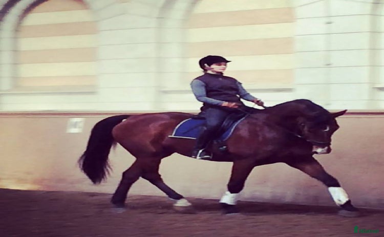  medryttarhäst sökes i Stockholm - Annons 13