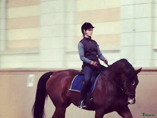 medryttarhäst sökes: Rutinerad medryttare söker trevlig häst i Stockholm - Annons 22