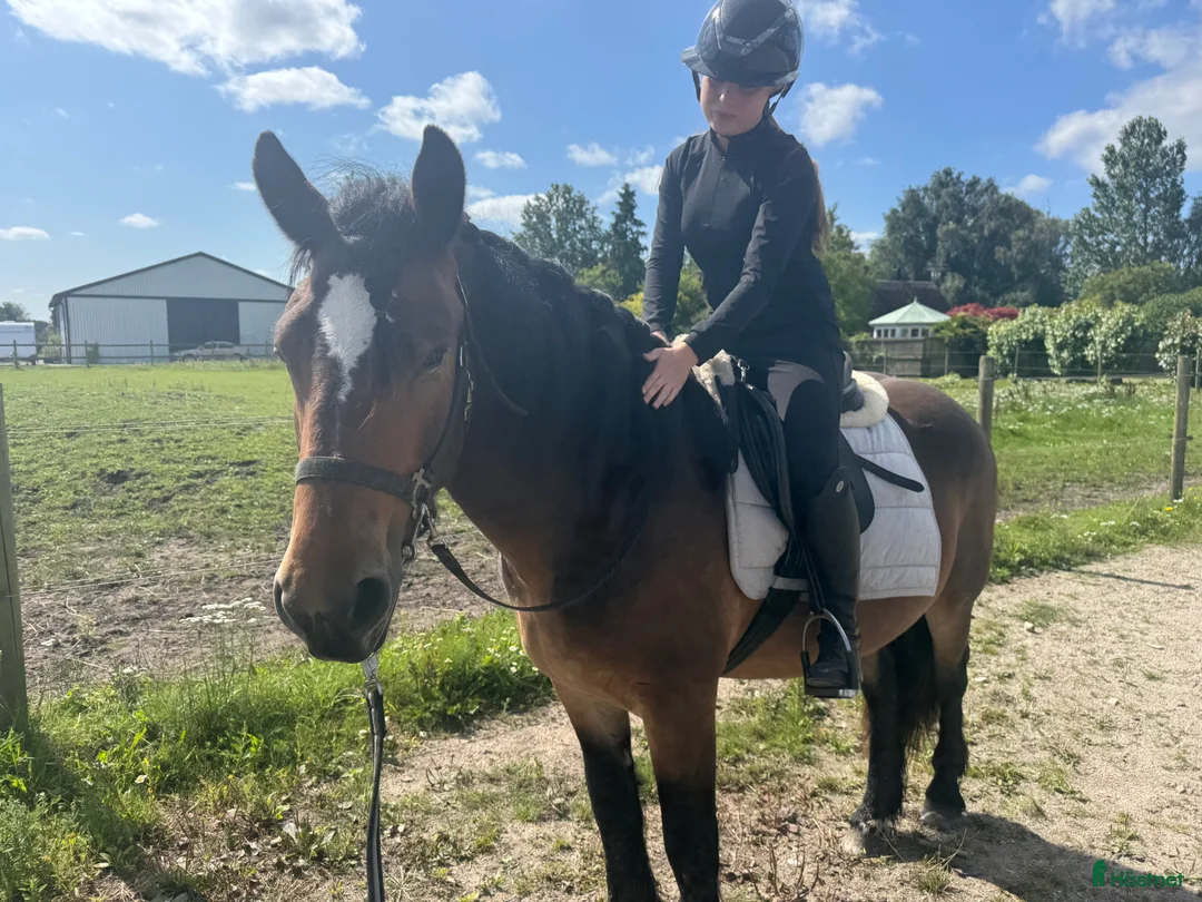 Allround hästar till salu: Väldigt fin nordsvensk  - Annons 4