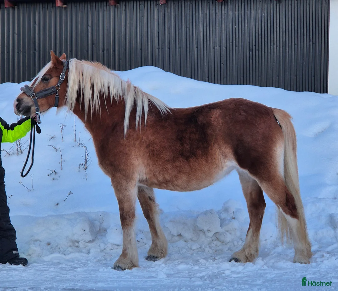 Allround hästar till salu: Korsningssto  - Annons 3