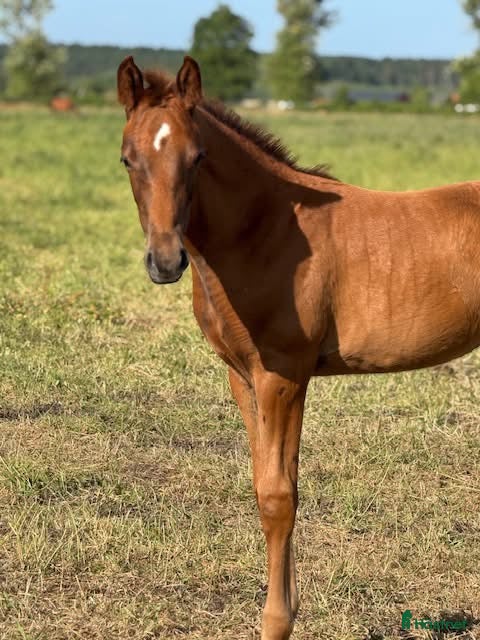 Dressyr hästar till salu: Toppstammat stoföl  - Annons 1