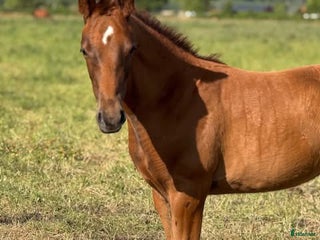 Dressyr hästar till salu: Toppstammat stoföl - Annons 1