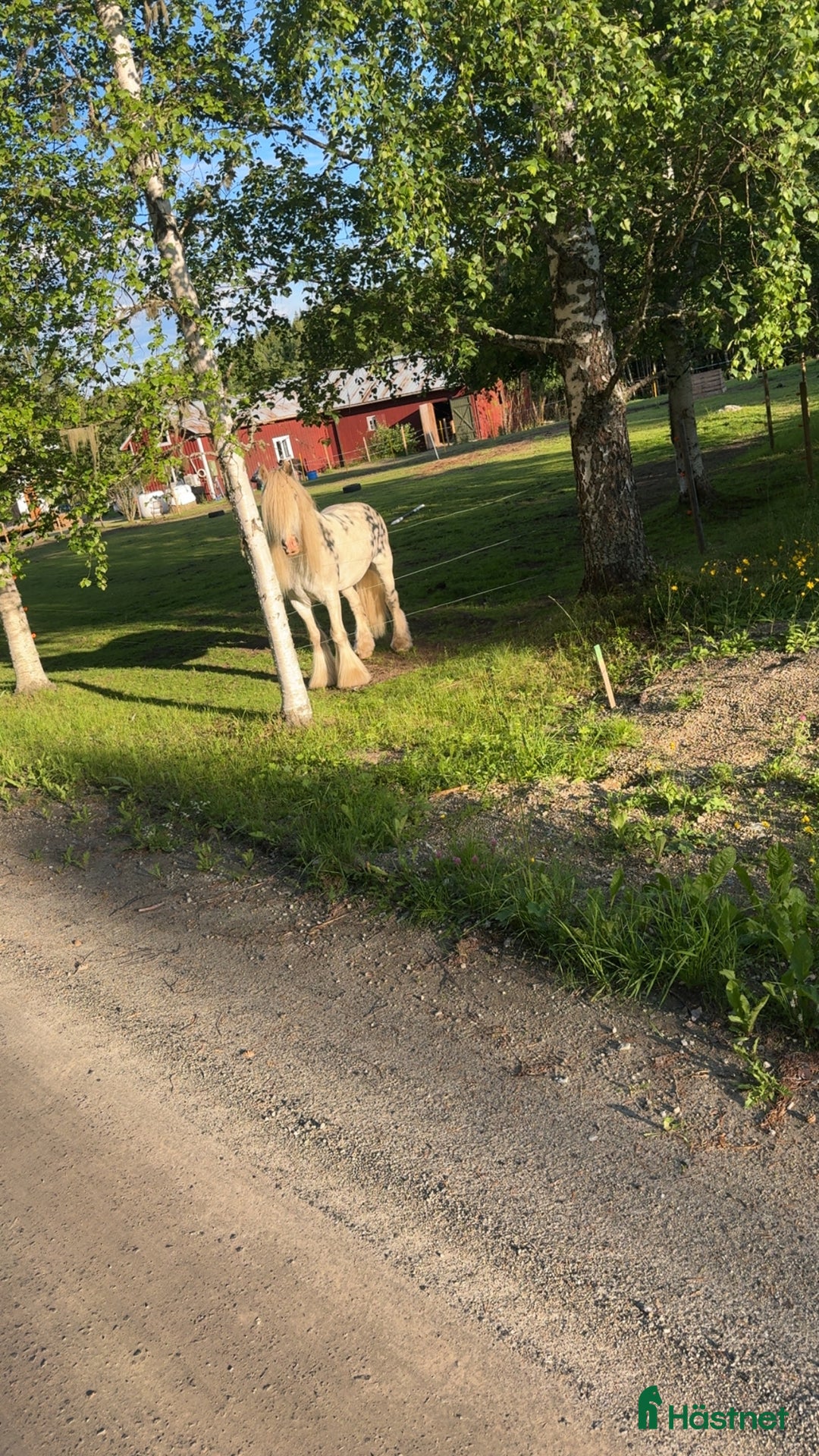 Allround hästar till salu: Drömhäst  i Ljungaverk - Annons 7