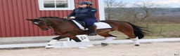 Dressyr hästar till salu: Super läromästare  - Annons 1