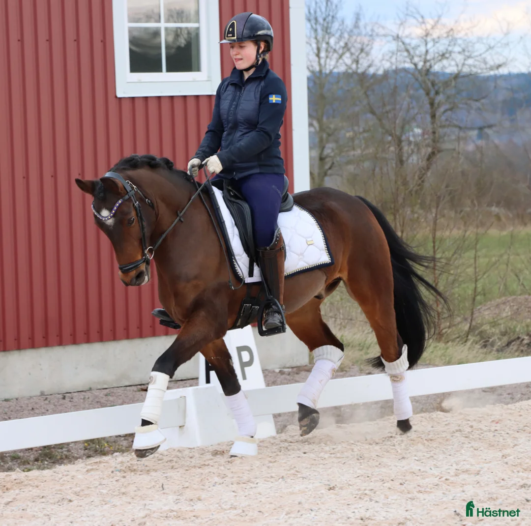 Dressyr hästar till salu: Super läromästare  - Annons 1