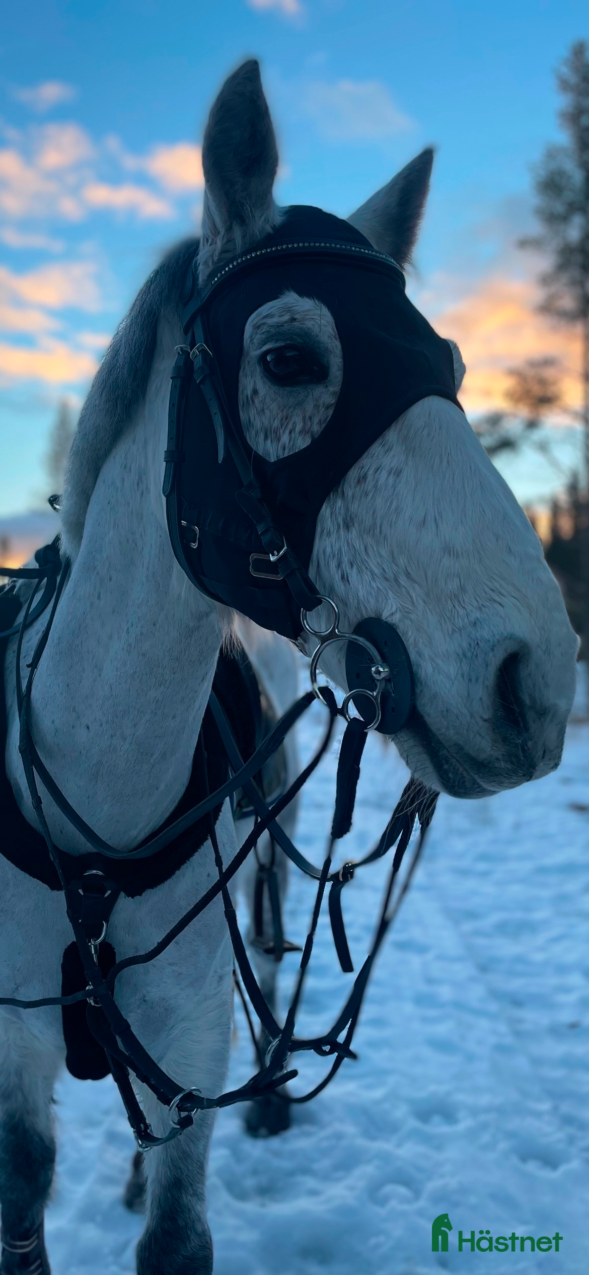  hästar Charmig valack - en framtida 🌟+film!!  - Annons 21