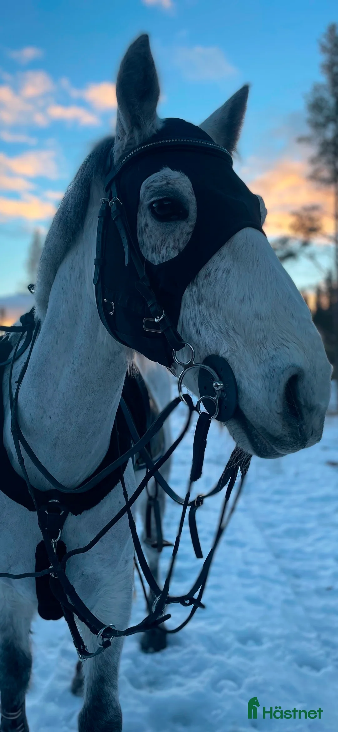 Allround hästar till salu: Charmig valack - en framtida 🌟+film!!  i Brunflo - Annons 1