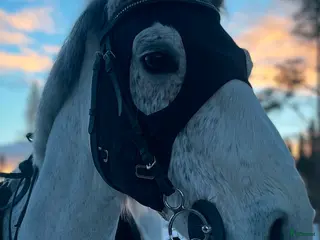 hästar Charmig valack - en framtida 🌟+film!! - Annons 21