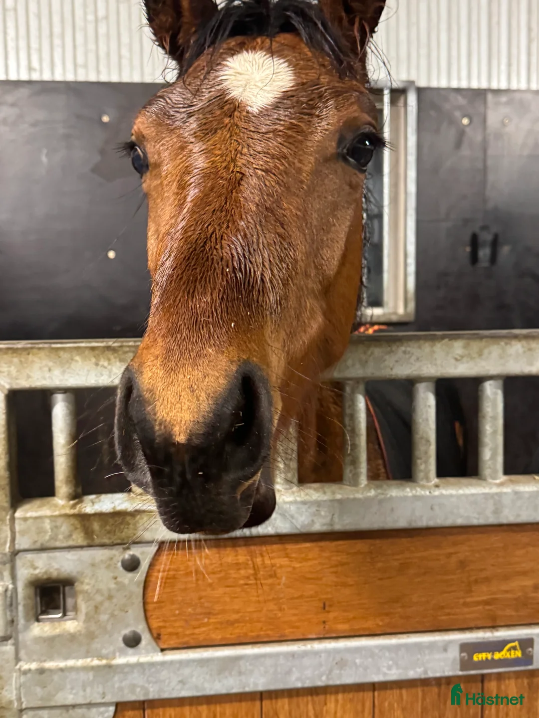 Allround hästar till salu: Swb hingst e. Cornettino Ask  - Annons 2