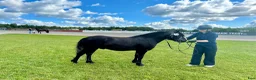 Allround hästar till salu: Underbar Dartmoorponny - Annons 2