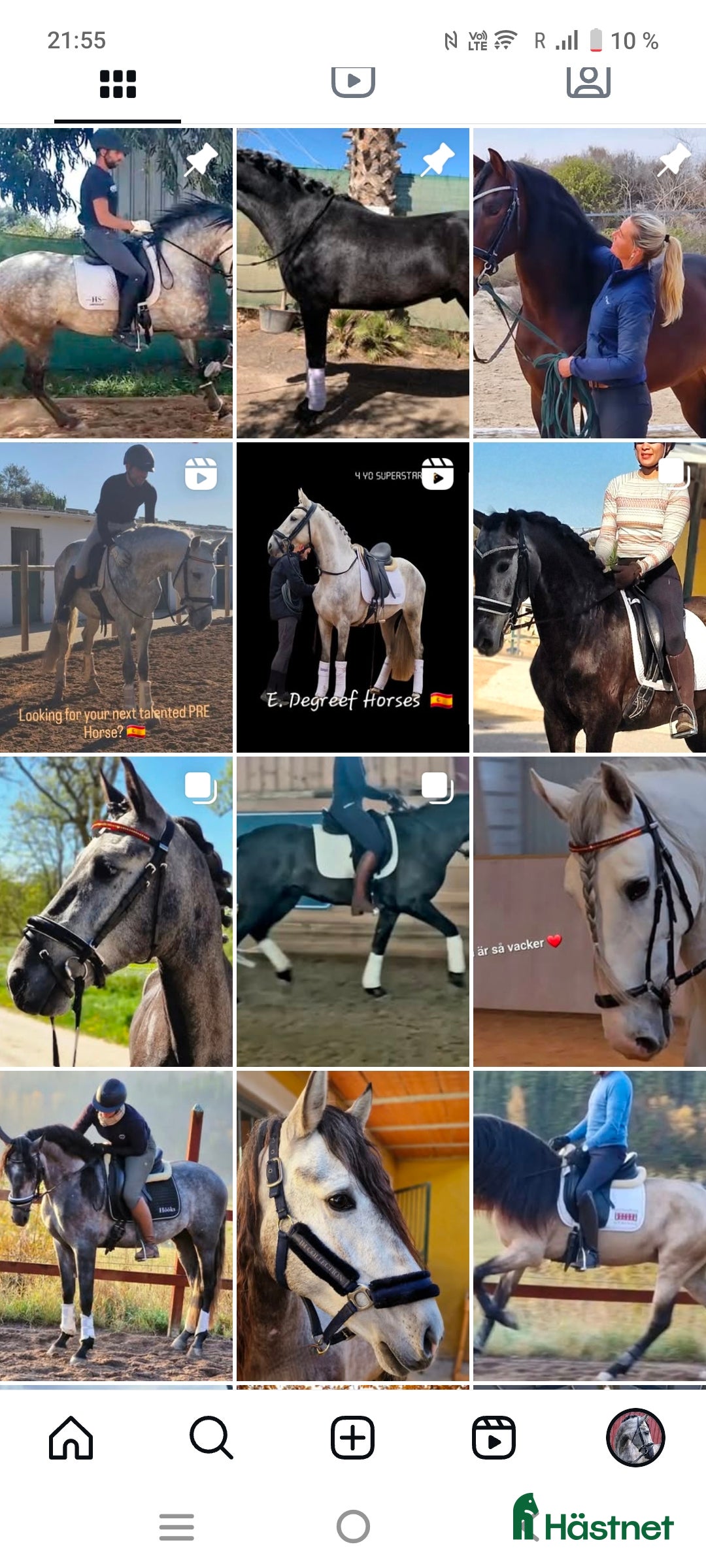 Dressyr hästar till salu: Föl, Sto, Valack, hingst 🇸🇪🇳🇱🇪🇦 i Märsta - Annons 2