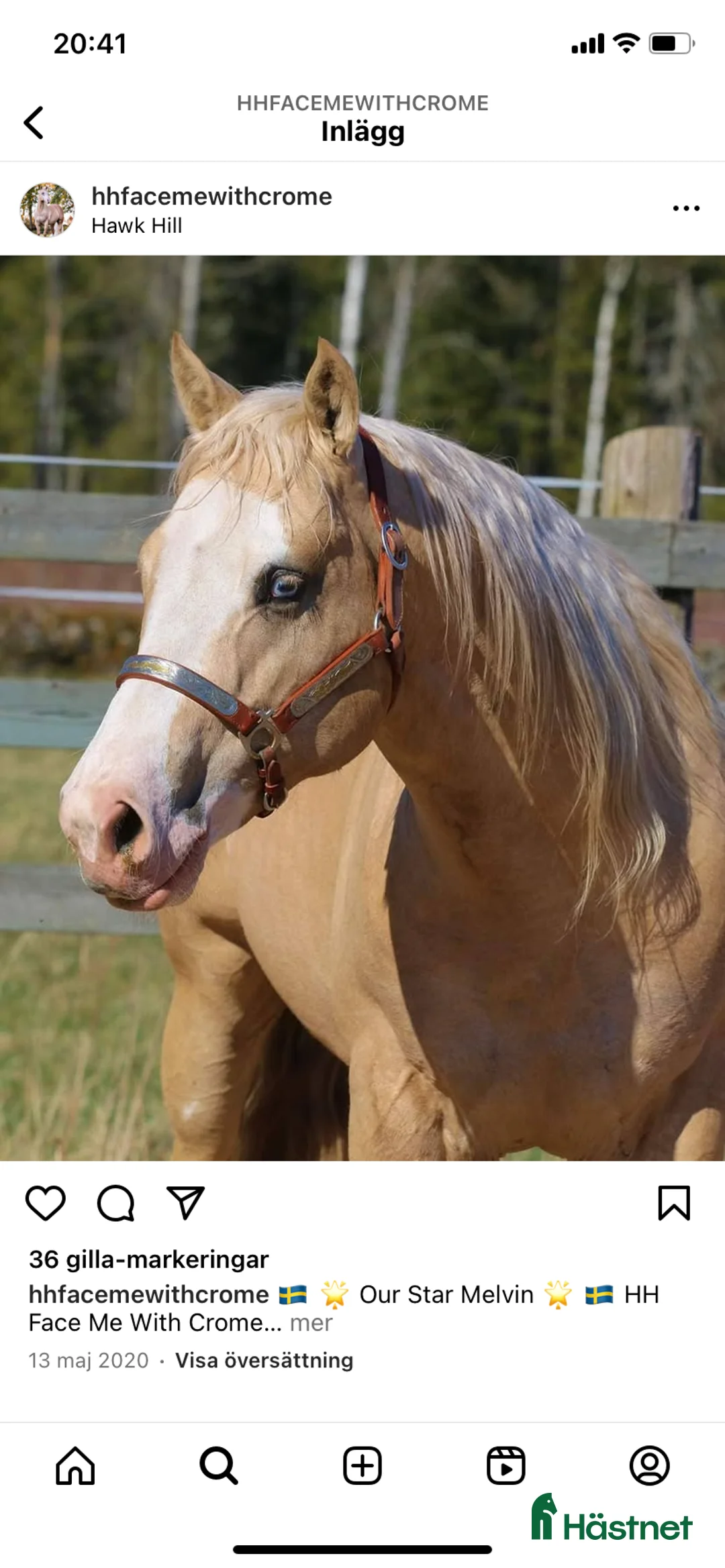 Western hästar till salu: Superfin Quarter åring  - Annons 10