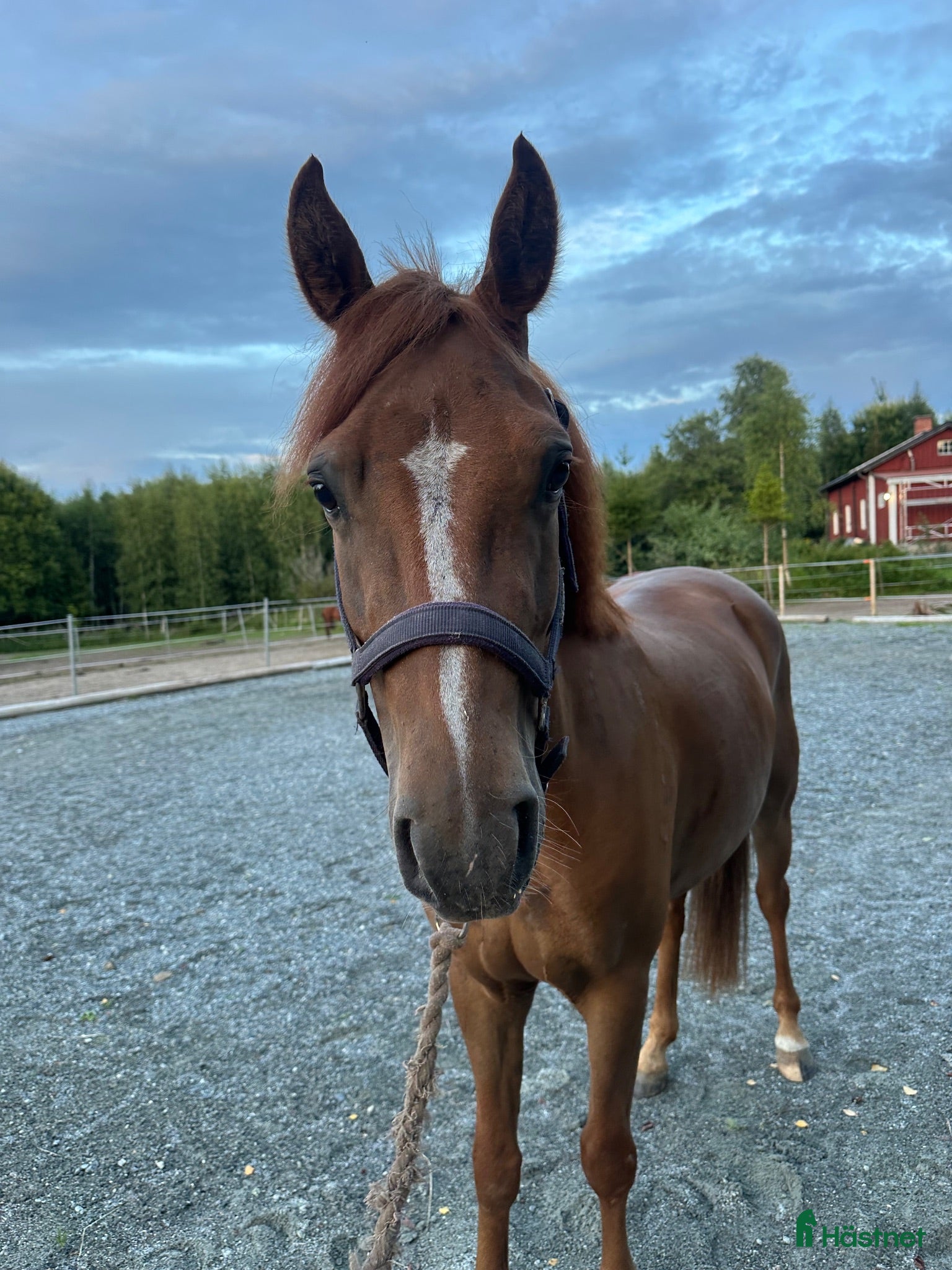  hästar Supertrevlig framtidsponny - Annons 8