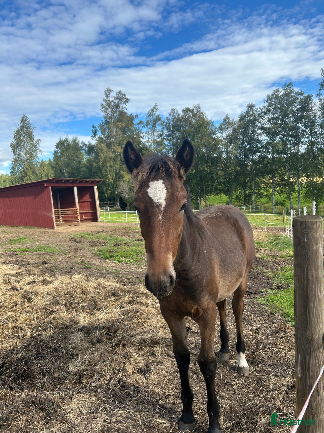 Trav hästar till salu: Kallblodföl till salu  i Borlänge - Annons 1