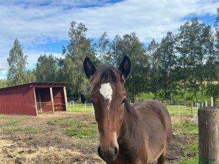hästar Kallblodföl till salu i Borlänge - Annons 8