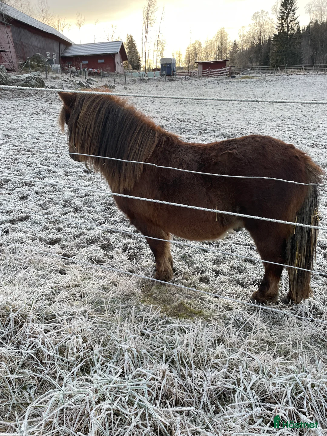 Övrigt hästar till salu: Lovande hingstämne i Borlänge - Annons 1