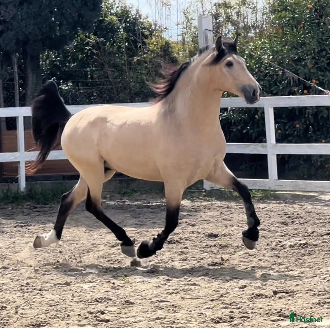 Barockt hästar till salu: PRE incredible big and baroque buckskin - Annons 1