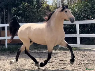 hästar PRE incredible big and baroque buckskin - Annons 1