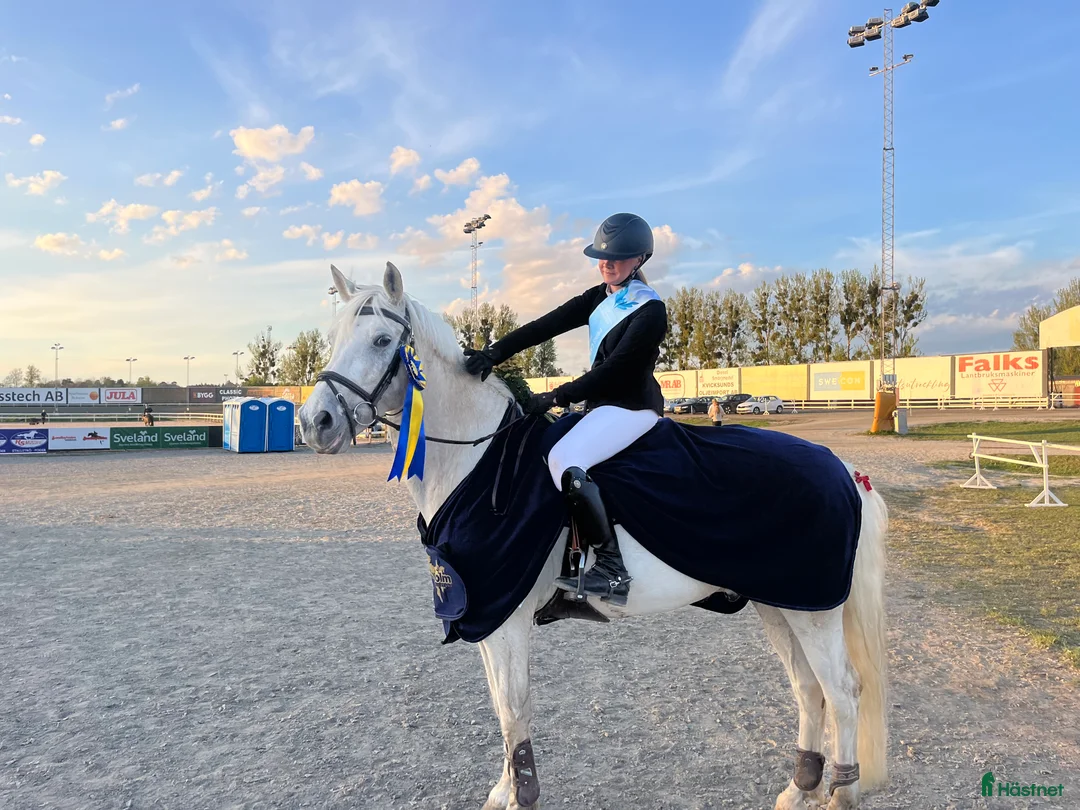 Hoppning hästar till salu: Ponny för de högsta klasserna i Täby - Annons 2