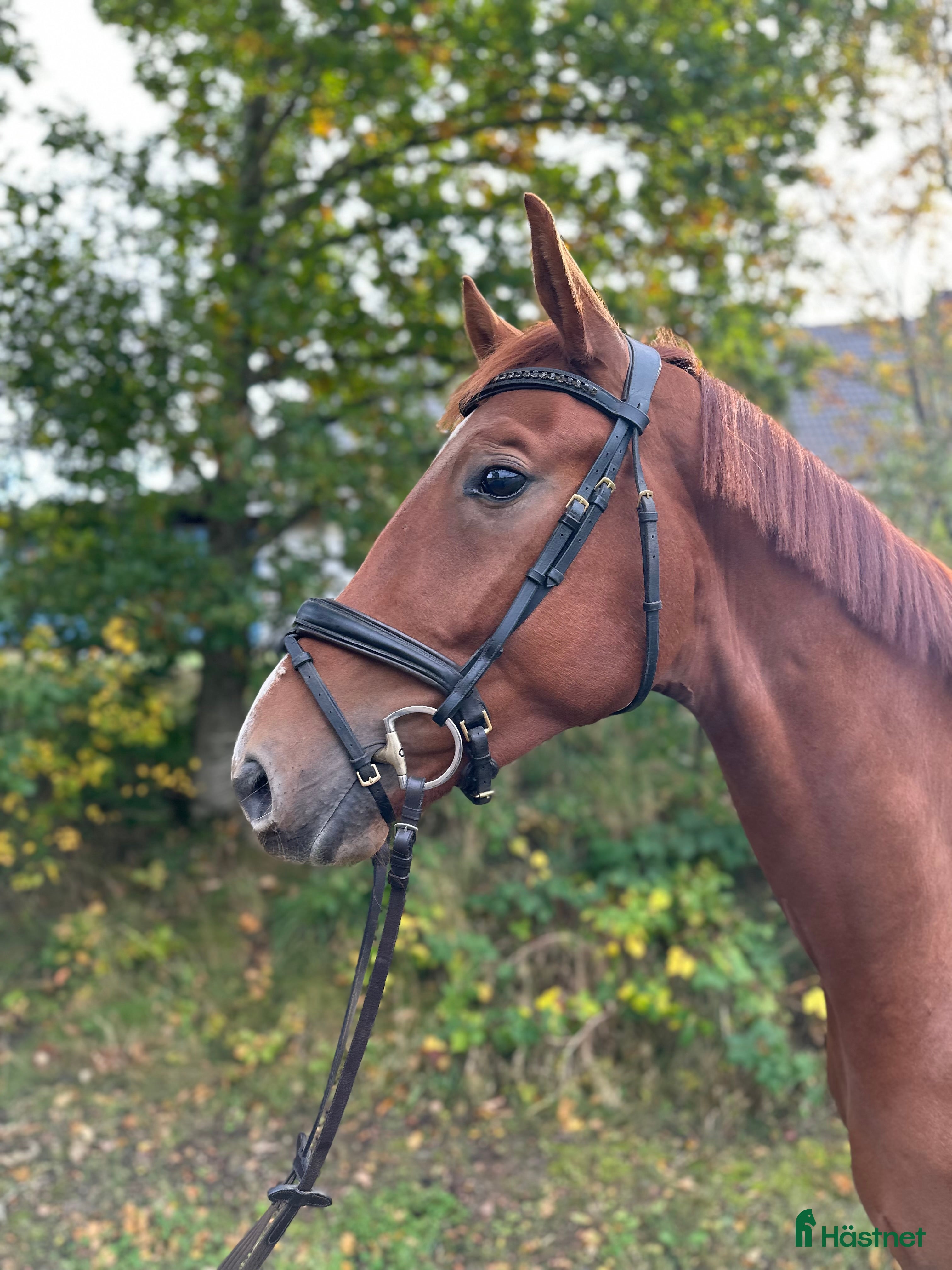  hästar Rörlig gångartstalang e. Freetown  - Annons 19