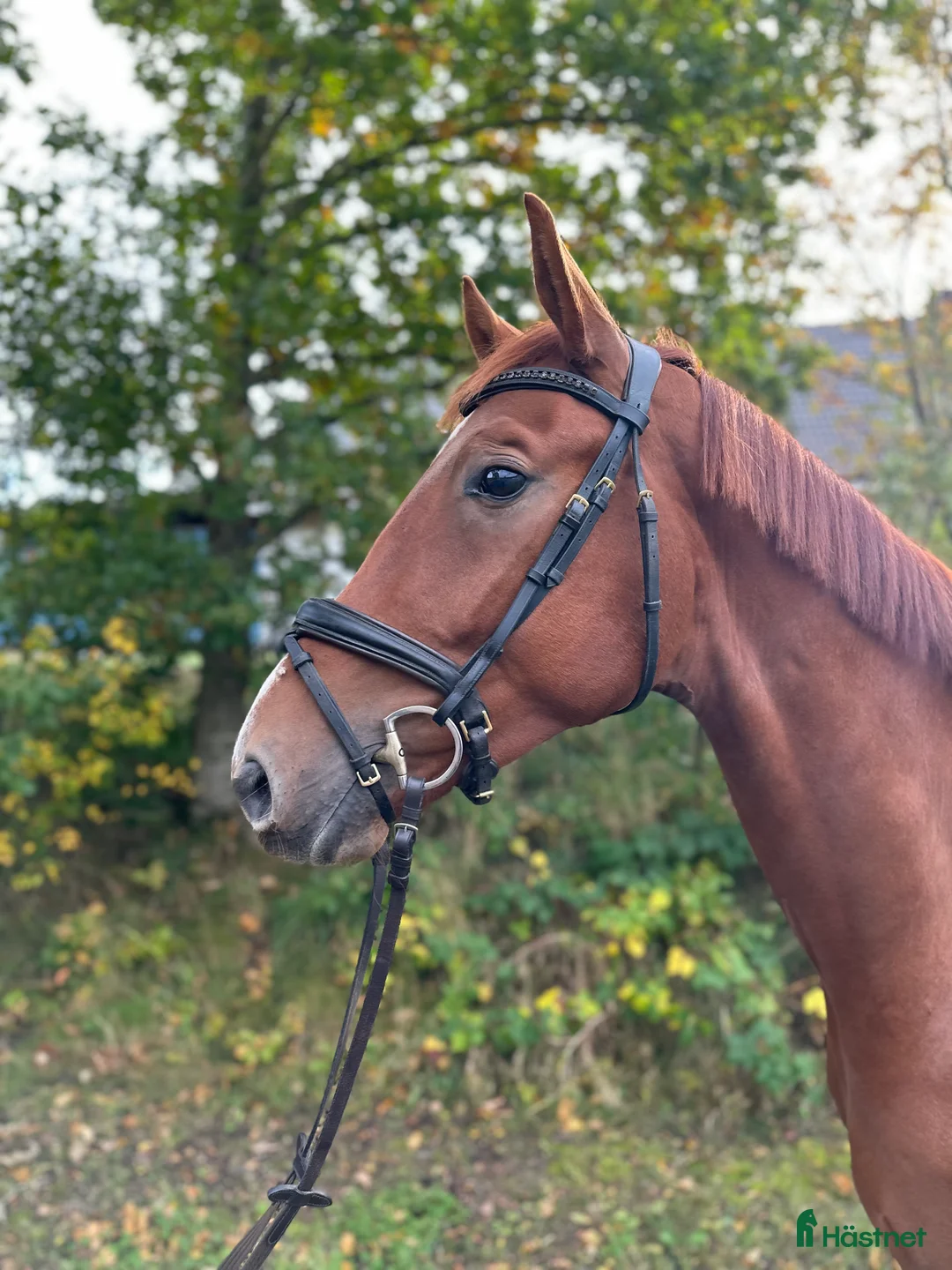 Dressyr hästar till salu: Rörlig gångartstalang e. Freetown  - Annons 1