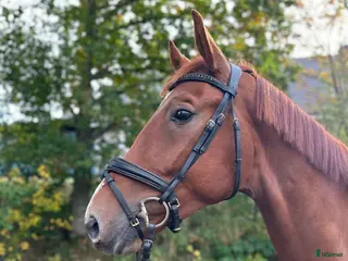 hästar Rörlig gångartstalang e. Freetown - Annons 19