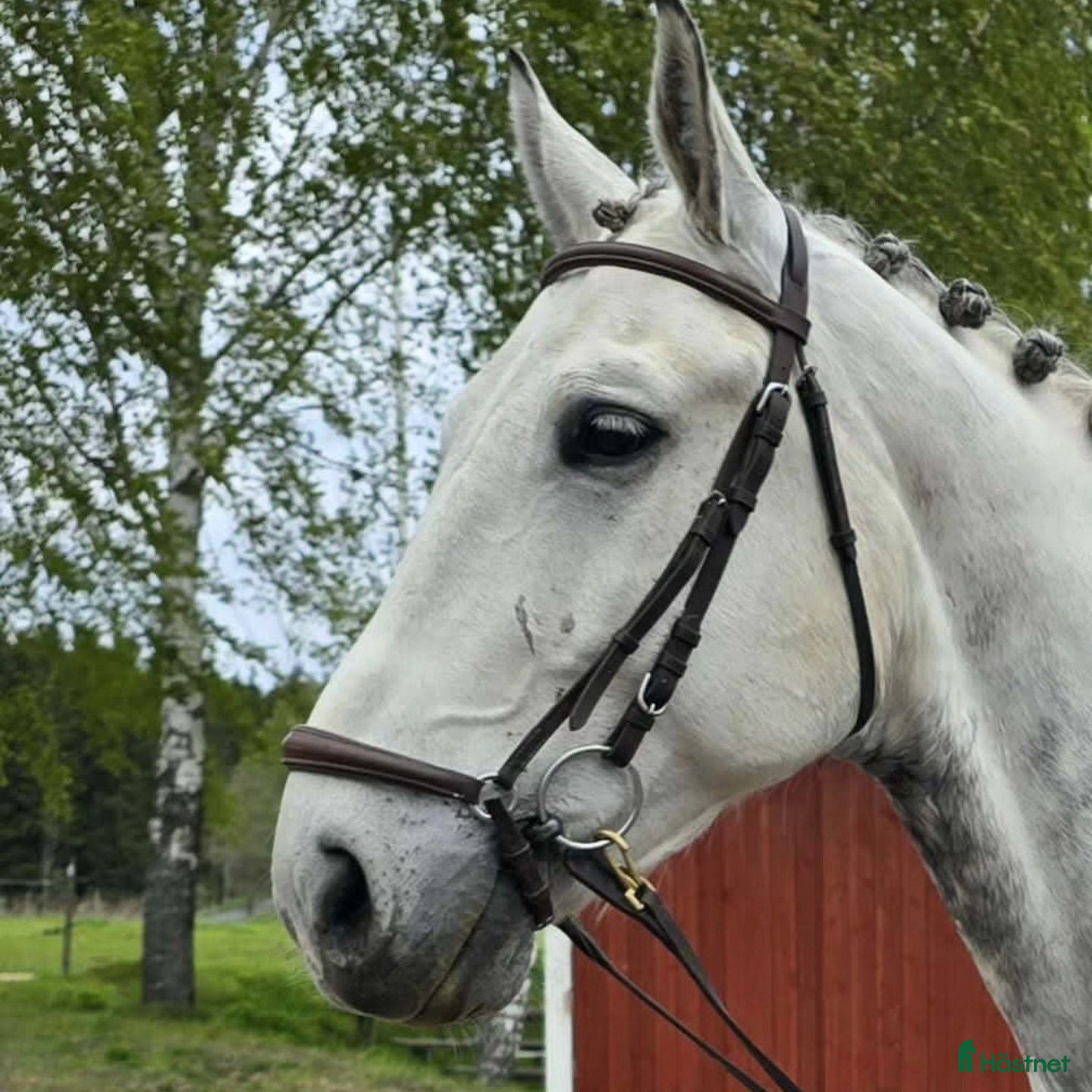  hästar Speciell Skogsmulle söker sin människa - Annons 4