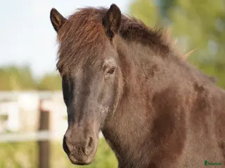 medryttarhäst finnes: Världens bästa medryttarehäst för hela familjen i Tyringe - Annons 14