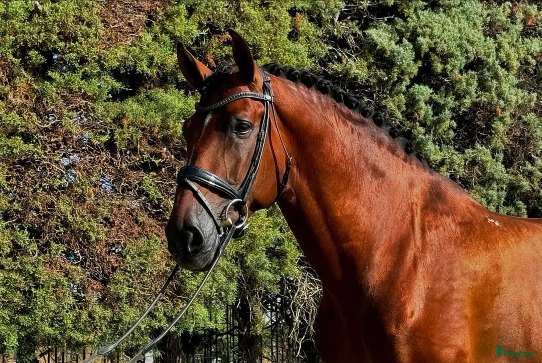 Dressyr hästar till salu: 9 årig CDE - Annons 2