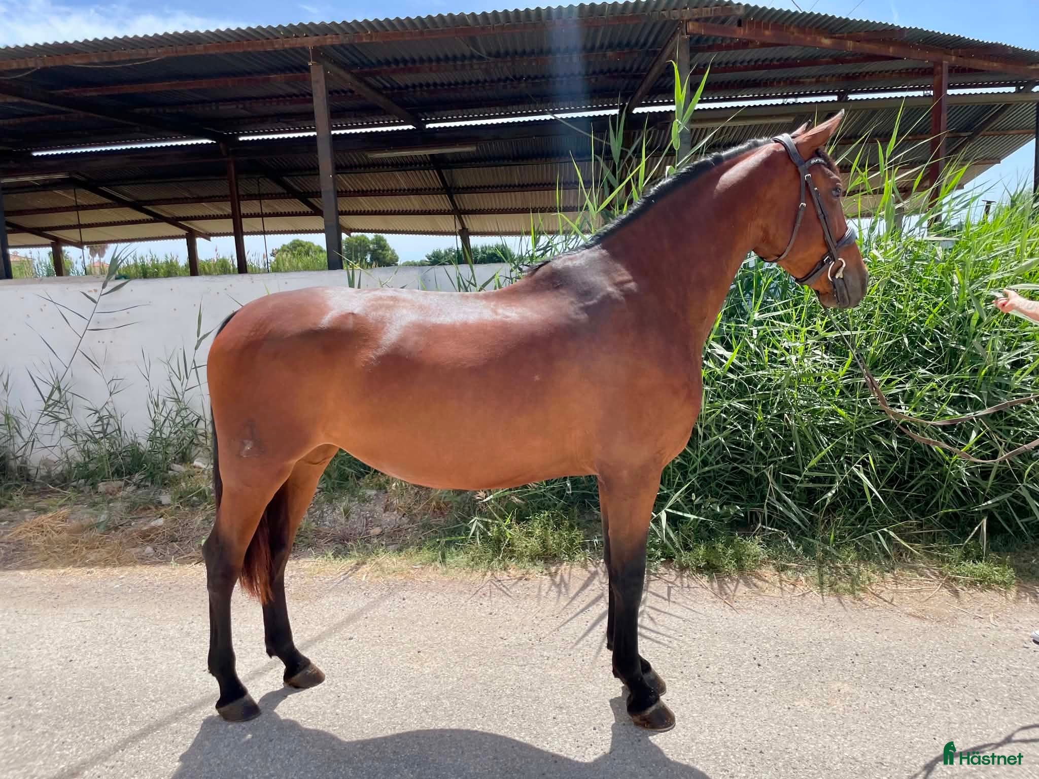  hästar 🌟 PRE-sto med mycket fin stam – 8 år – Spanien 🌟 - Annons 2