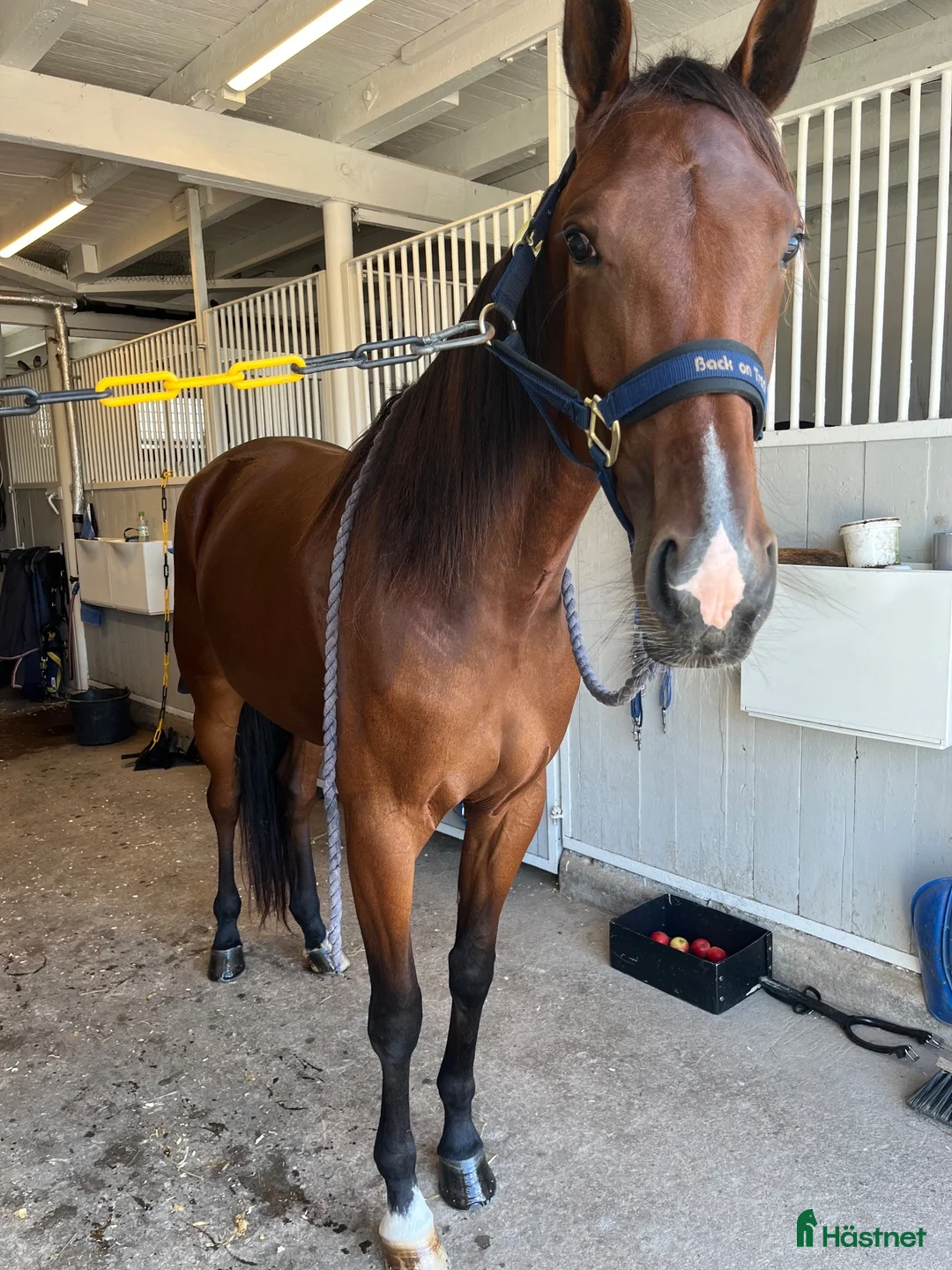 Trav hästar till salu: 3-årigt sto säljes  - Annons 4