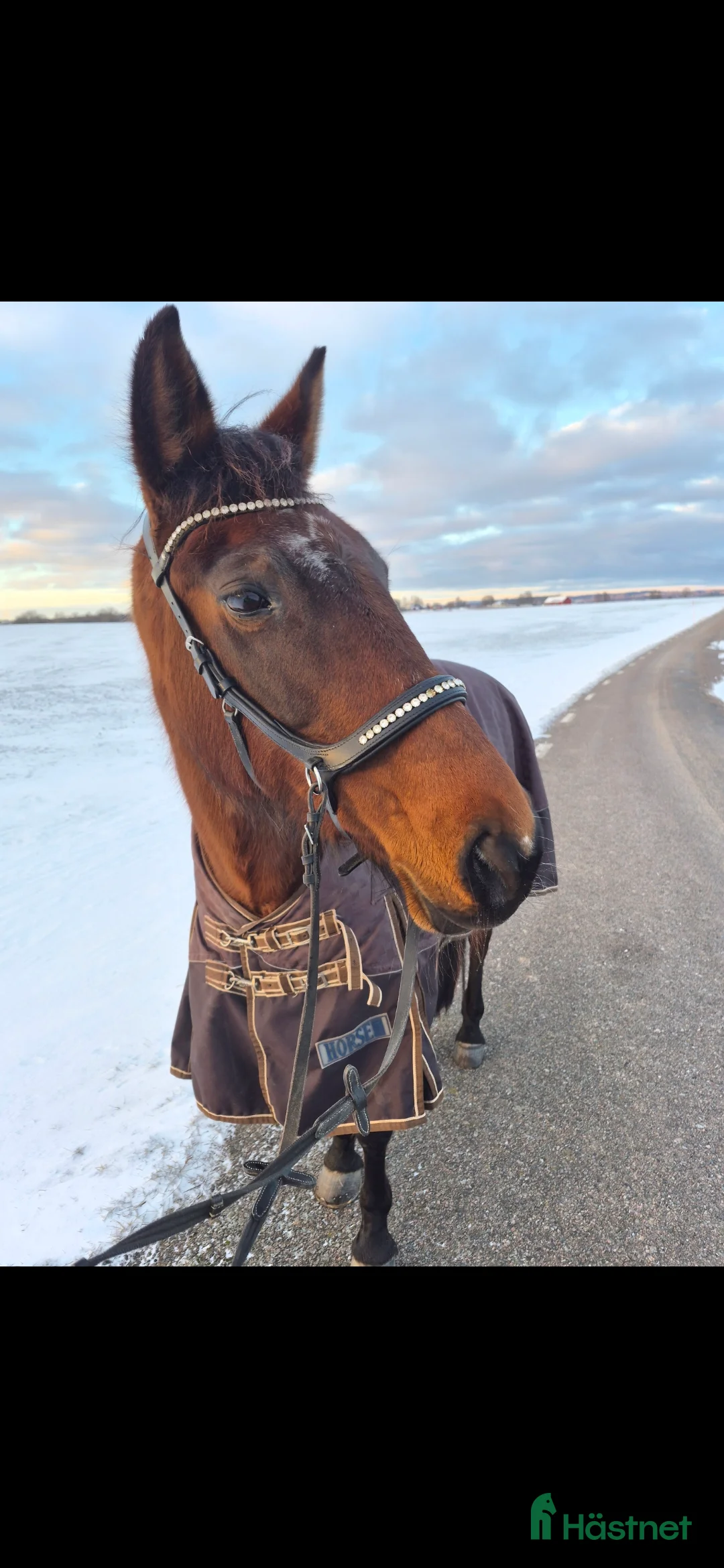 Allround hästar till salu: Ridtravare  - Annons 1