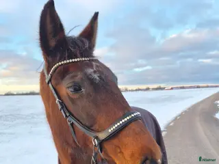 hästar Ridtravare - Annons 12