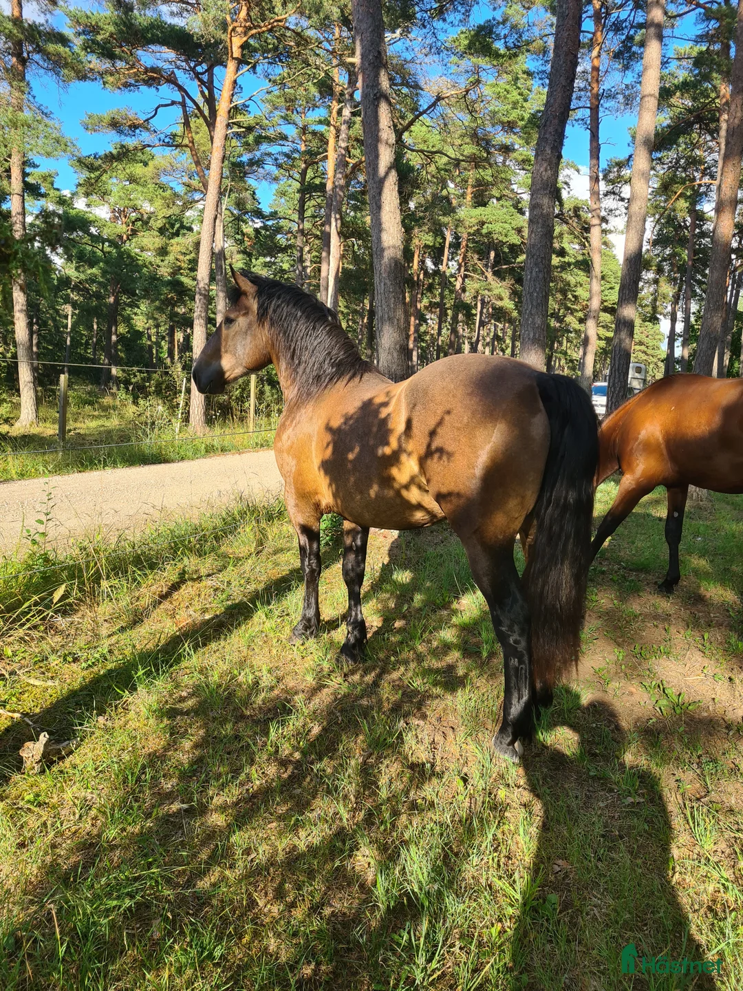 Working Equitation hästar till salu: PRE korsning Framtida bästa vännen. - Annons 3