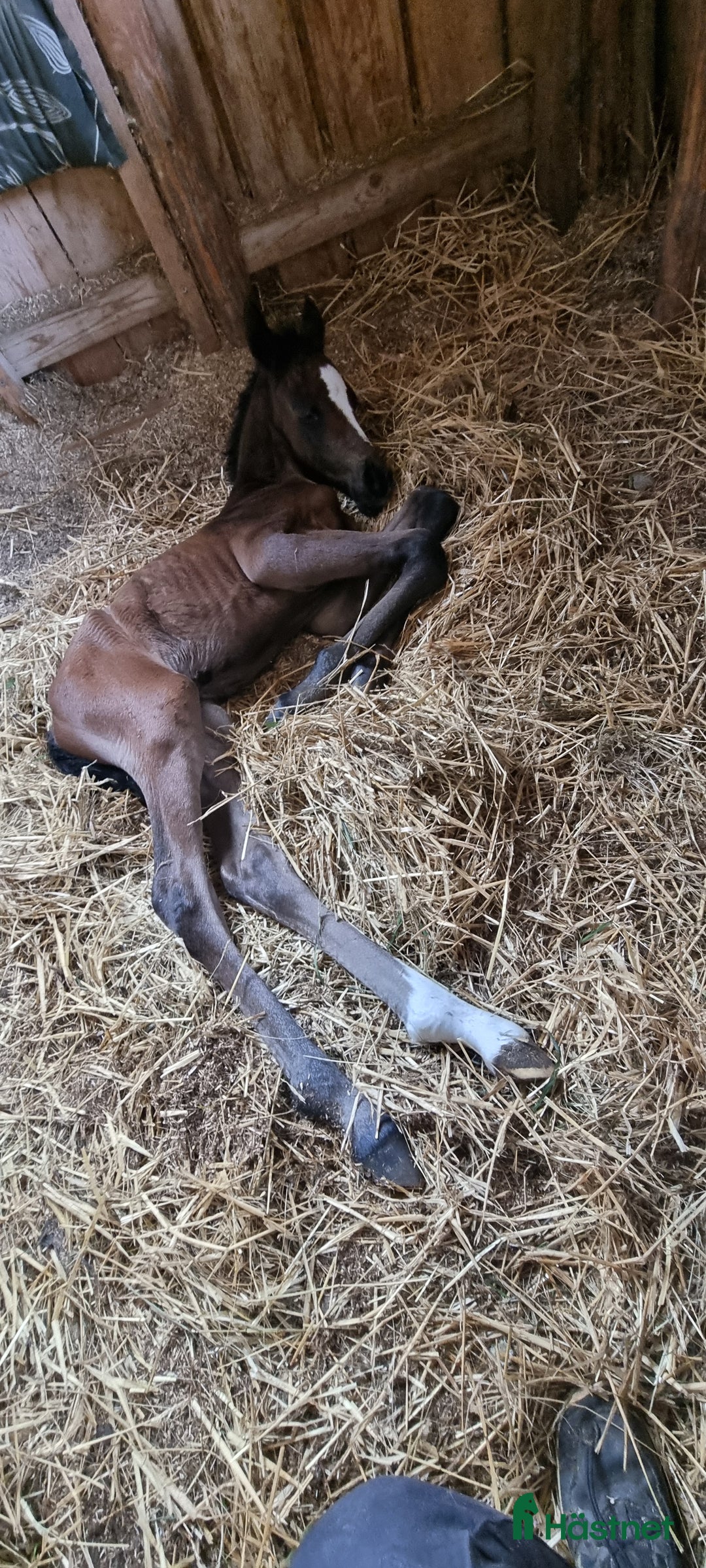 Allround hästar till salu: Fantastiskt hingstföl  i Gällstad - Annons 8