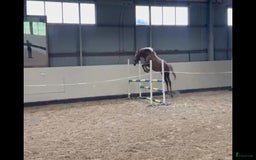 Hoppning hästar till salu: Sportigt sto e. Magic Park. inriden i Halmstad - Bild 6