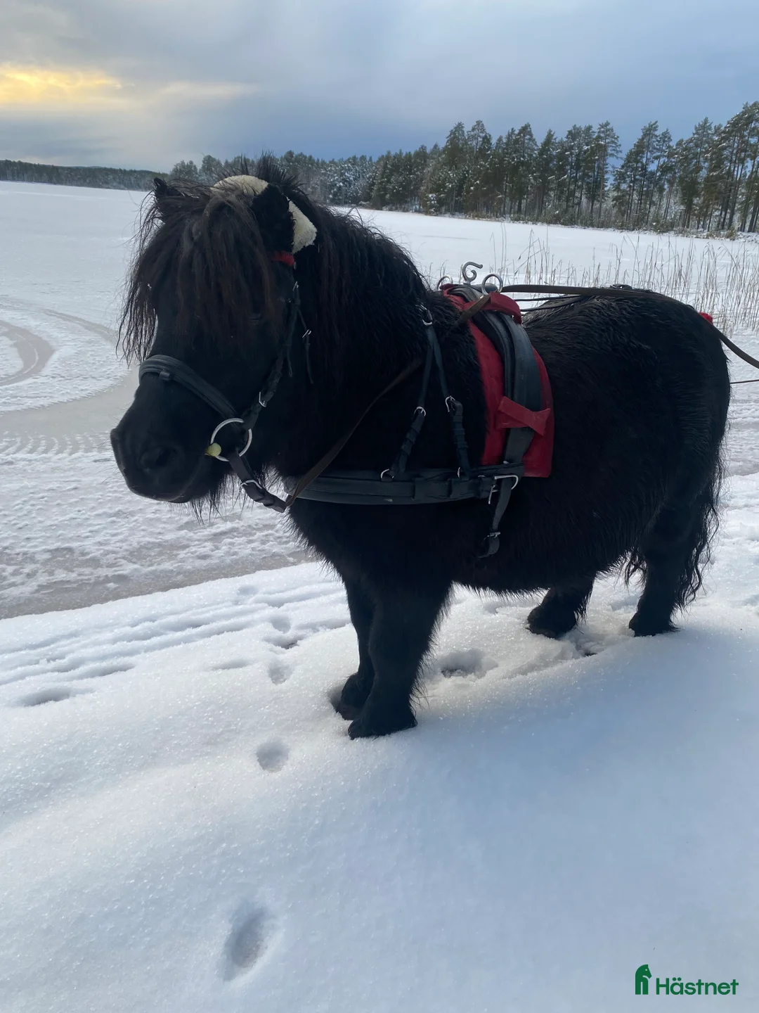 Övrigt hästar till salu: !!intresse koll!! i Mora - Annons 4