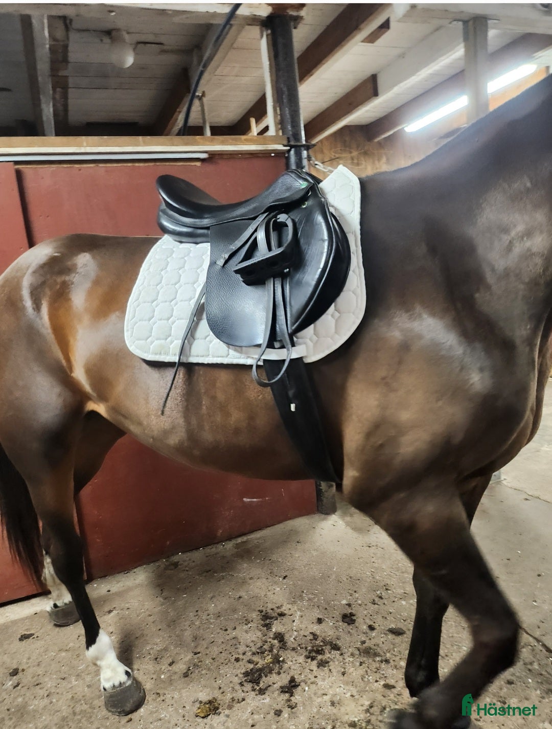 Sadlar hästutrustning Prestige sadel - Annons 7