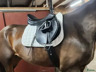 Sadlar hästutrustning Prestige sadel - Annons 7