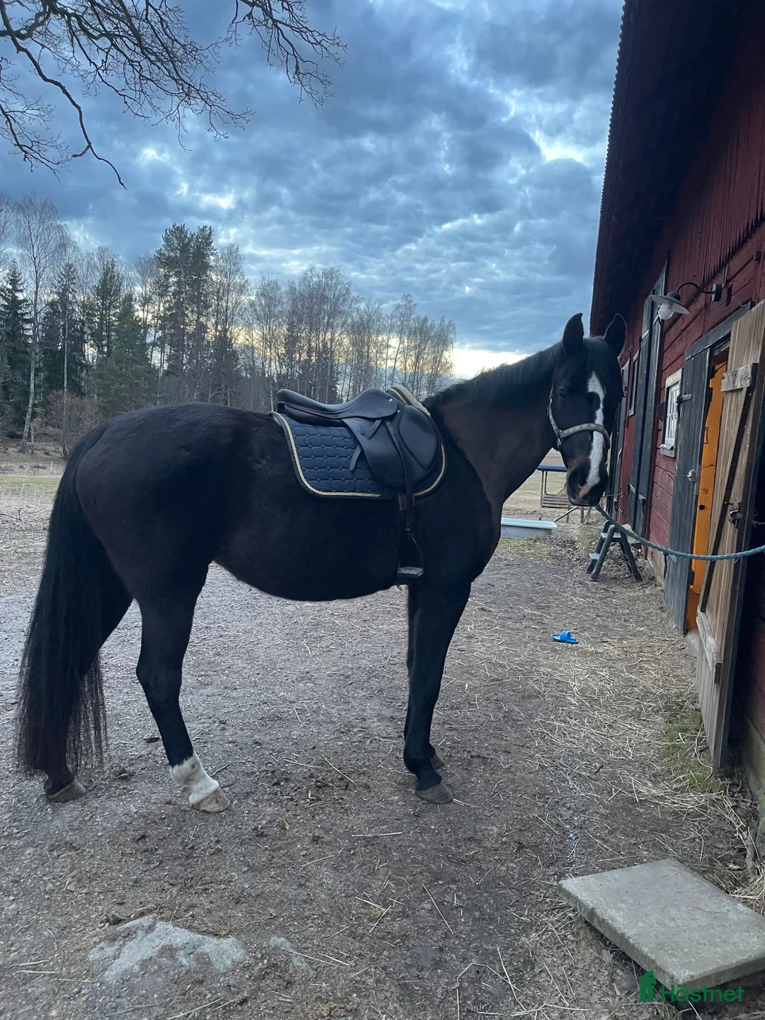 Avelshästar hästar till salu: Sällskapshäst/avelssto - Annons 4