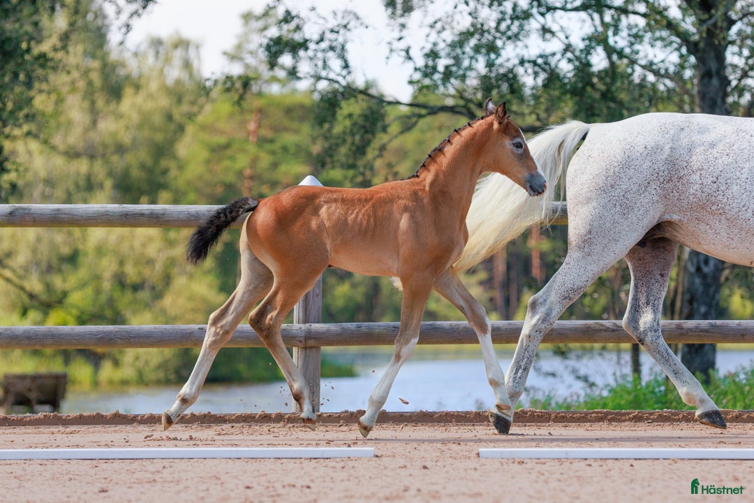 Hoppning hästar till salu: Härligt hingstföl med framåtanda ! i Sävsjö - Annons 2
