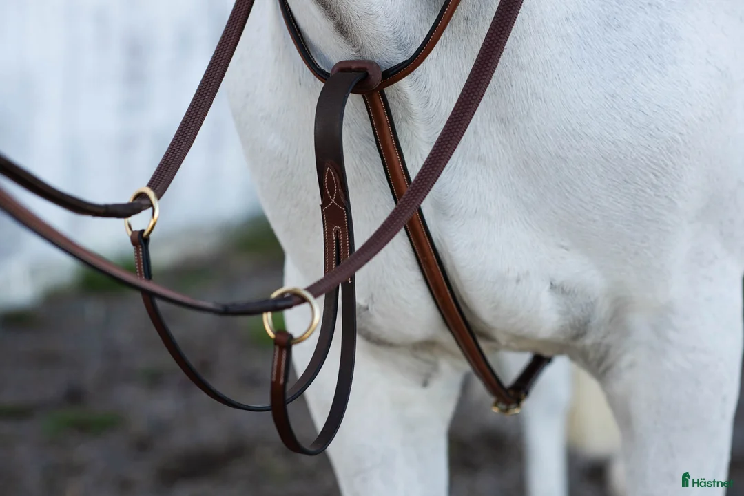 Övrig Hästutrustning hästutrustning till salu: Martingal brun läder  i Göteborg - Annons 1